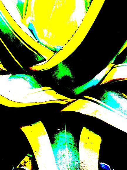 Pop Agave turquoise  jaune savoir-voir.com ProvencePhotoPopArt copyright
