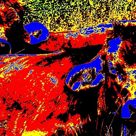 CowHow Pop savoir-voir.com copyright thomas pfister