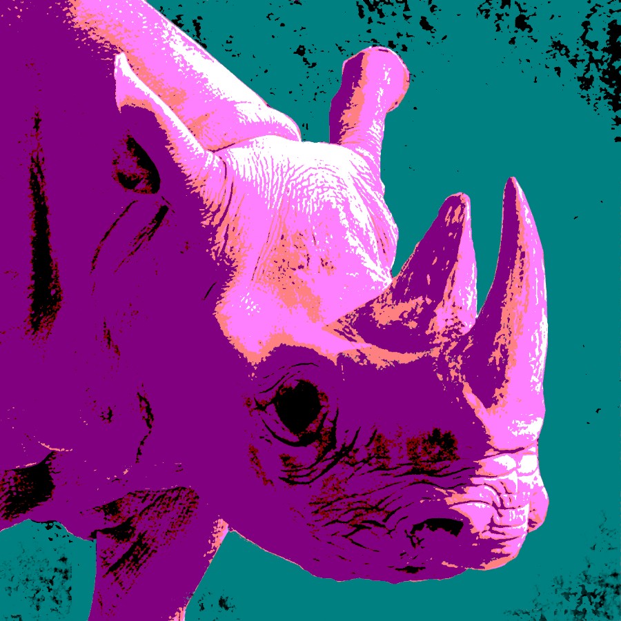 rhinopop photographie copyright thomas pfister savoir-voir.com switzerland