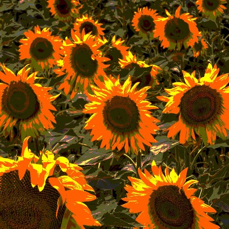 sunflowers orange thomas pfister savoir-voir.com copyright