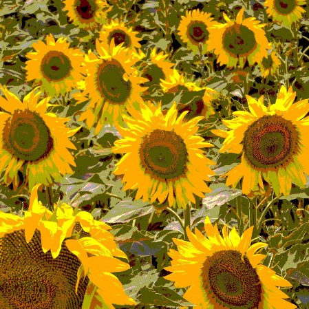 sunflowers yellow thomas pfister savoir-voir.com copyright